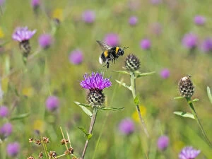 Asteranae Gallery: Garden bumblebee (Bombus hortorum) taking off from Knapweed, England, UK, August