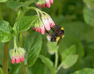 Dicot Gallery: Garden bumblebee (Bombus hortorum) queen nectaring on Comfrey (Symphytum Hidcote