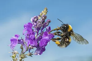 Apid Bee Gallery: Garden bumblebee (Bombus hortorum), on Purple toadflax (Linaria purpurea), Monmouthshire