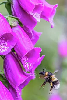 Bumble Bee Prints: Garden bumblebee (Bombus hortorum) feeding on a Foxglove (Digitalis purpurea) flower in a garden