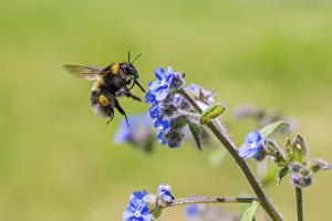 Garden bumblebee (Bombus hortorum) flying to Green alkanet (Pentaglottis sempervirens)