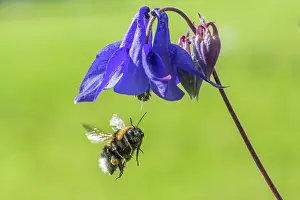 Ranunculaceae Prints: Garden bumblebee (Bombus hortorum) male