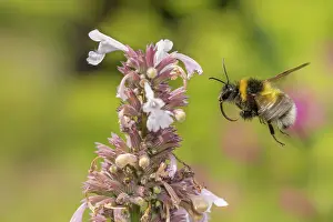Labiatae Prints: Garden bumblebee (Bombus hortorum) male