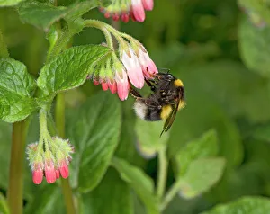 Garden bumblebee (Bombus hortorum) queen nectaring on Comfrey (Symphytum Hidcote
