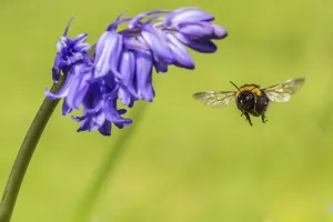 Garden bumblebee (Bombus hortorum) visiting bluebell (Hyacinthoides non-scripta) Monmouthshire