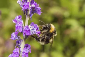 Garden bumblebee (Bombus hortorum) worker visiting Purple toadflax (Linaria purpurea) Monmouthshire