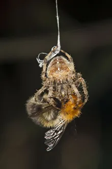 Bumble Bee Prints: Garden Cross Spider (Araneus diadematus) wrapping its Common Carder Bee (Bombus pascuorum)