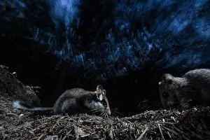 Rodentia Prints: Garden dormouse (Eliomys quercinus) and Fat dormouse (Glis glis) foraging in forest at night
