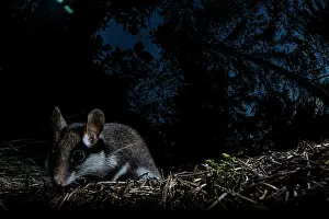 Rodentia Prints: Garden dormouse (Eliomys quercinus) foraging in forest a night