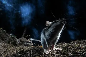 Rodentia Prints: Garden dormouse (Eliomys quercinus) foraging in forest a night