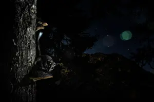 Fungi Prints: Garden dormouse (Eliomys quercinus) resting on fungus on tree trunk in forest at night