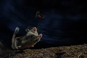 Gliridae Prints: Garden dormouse (Eliomys quercinus) trying to catch a moth at night