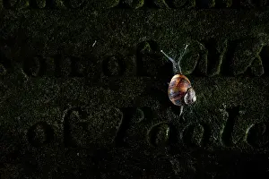 Negative Space Prints: Garden snail (Cornu aspersum) creeping up a gravestone