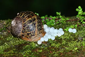 Eupulmonata Prints: Garden snail (Cornu aspersum) laying eggs, Dorset, England, UK. June
