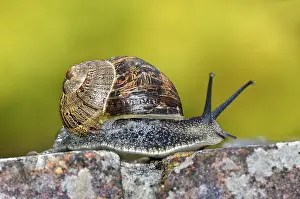 Garden snail (helix aspersa) on garden wall, portrait, Dorset, England, UK. June. Controlled conditions