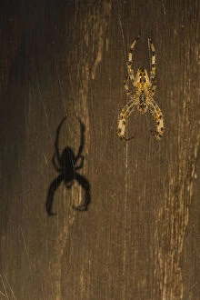 Arachnids Gallery: Garden spider (Araneus diadematus) hanging on web with shadow behind, Belgium