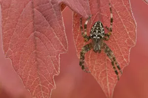 Arachnids Gallery: Garden spider (Araneus diadematus) on autumn leaf, Belgium