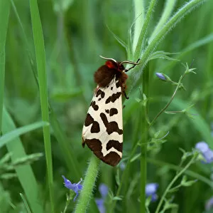 Images Dated 14th June 2010: Garden tiger moth (Arctia caja) Killard Point NNR, Strangford, County Down, Northern Ireland