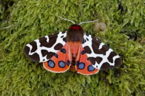 2018 April Highlights Gallery: Garden tiger moth (Arctia caja) Killard Point NNR, Ballyhornan, County Down, Northern Ireland