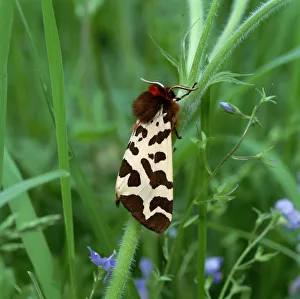 Garden tiger moth (Arctia caja) Killard Point NNR, Strangford, County Down, Northern Ireland Garden tiger moth (Arctia caja) Killard Point NNR, Strangford, County Down, Northern Ireland