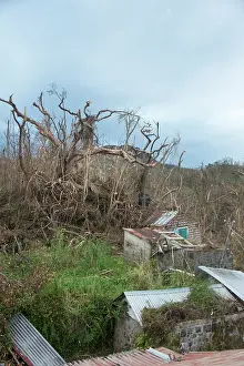 Severe Weather Prints: A garden, trees and utility structures devastated by category 5 hurricane Maria