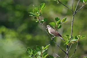 Singing Prints: Garden warbler (Sylvia borin) perched on branch singing, Upper Bavaria, Germany. June
