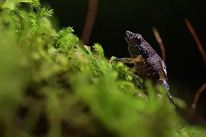 Eyes Prints: Gardiner's frog (Sechellophryne gardineri) climbing through moss