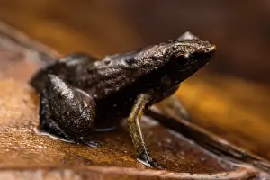 Eyes Prints: Gardiner's frog (Sechellophryne gardineri) sitting on leaf, Mahè Island, Seychelles