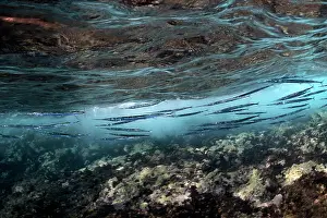School Prints: Garfish (Belone belone) school swimming just beneath the water surface
