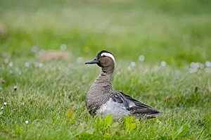 Wetlands Collection: Garganey duck (Anas querquedula) drake calling, Cley, Norfolk, UK, May