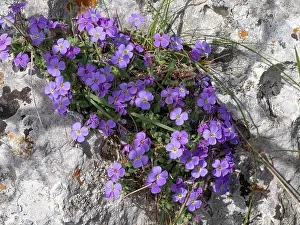 Mustard Prints: Gargano aubrieta (Aubrieta columnae italica) in flower among limestone rocks