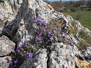 Mustard Prints: Gargano aubrieta (Aubrieta columnae italica) in flower among limestone rocks