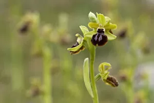 Images Dated 29th April 2008: Gargano ophrys (Ophrys garganica) Gargano National Park, Gargano Peninsula, Apulia
