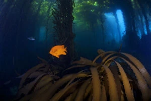 2018 July Highlights Gallery: Garibaldi fish (Hypsypops rubicundus) and Giant Kelp (Macrocystis pyrifera) forest