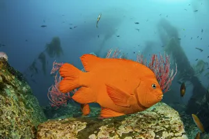 2020 April Highlights Prints: Garibaldi (Hypsypops rubicundus) in forest of giant kelp