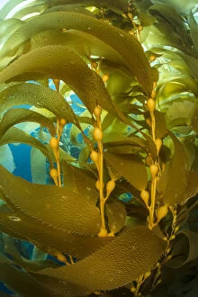 Algae Gallery: Detail of the gas bladders and fronds of Giant kelp (Macrocystis pyrifera) plant