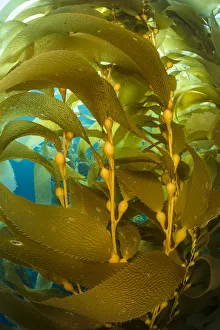 Sea Life Prints: Detail of the gas bladders and fronds of Giant kelp (Macrocystis pyrifera) plant