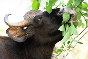 Bulls Prints: Gaur (Bos gaurus) bull feeding on vegetation