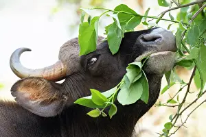Bulls Prints: Gaur (Bos gaurus) bull feeding on vegetation