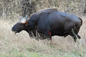 Bulls Prints: Gaur (Bos gaurus) bull, with wound