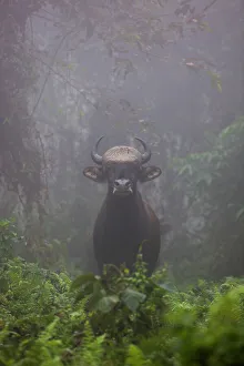 Artiodactyla Prints: Gaur (Bos gaurus) Manas National Park UNESCO World Heritage Site, Assam, India
