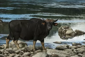 Livestock Collection: Gayal / Mithun (Bos frontalis) on river bank. Arunachal Pradesh, North East India