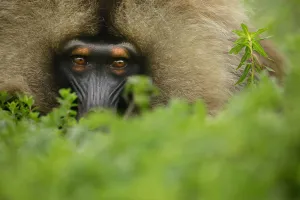 Images Dated 8th November 2019: Gelada Baboon (Theropithecus gelada) male lying in a forest glade at around 3