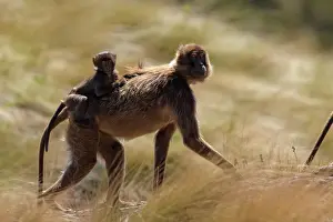 Walking Prints: Gelada baboon (Theropithecus gelada) female carrying infant on her back