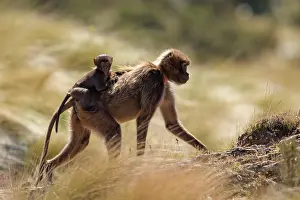 Walking Prints: Gelada baboon (Theropithecus gelada) female carrying infant on her back