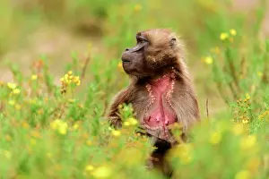 Cercopithecinae Prints: Gelada baboon (Theropithecus gelada) female feeding in grassland