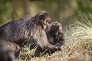 Caring Prints: Gelada baboon (Theropithecus gelada) female retrieving its infant from a juvenile that had temporarily kidnapped it