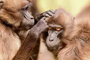 Grooming Prints: Two Gelada baboon (Theropithecus gelada) females allogrooming