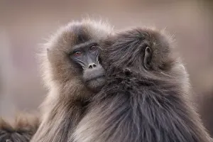 Social Behaviour Prints: Two Gelada baboon (Theropithecus gelada) females huddling together at dusk