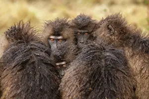 Upland Prints: Gelada baboon (Theropithecus gelada) females huddling together in the rain